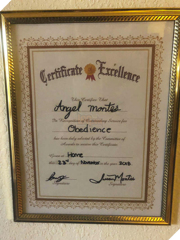 Bà ngoại thương chó cưng, tự tay làm bằng khen động viên chú vì thi trượt trong trường thú cưng 2