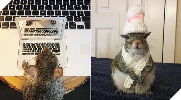 Như truyện cổ tích: Sóc nhỏ bị trận siêu bão cuốn bay mái nhà lạc vào gia đình tốt bụng, cuối cùng sống hạnh phúc bên... gấu nhồi bông 7