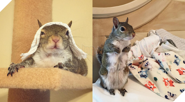 Như truyện cổ tích: Sóc nhỏ bị trận siêu bão cuốn bay mái nhà lạc vào gia đình tốt bụng, cuối cùng sống hạnh phúc bên... gấu nhồi bông 8