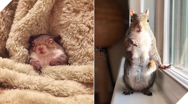 Như truyện cổ tích: Sóc nhỏ bị trận siêu bão cuốn bay mái nhà lạc vào gia đình tốt bụng, cuối cùng sống hạnh phúc bên... gấu nhồi bông 9