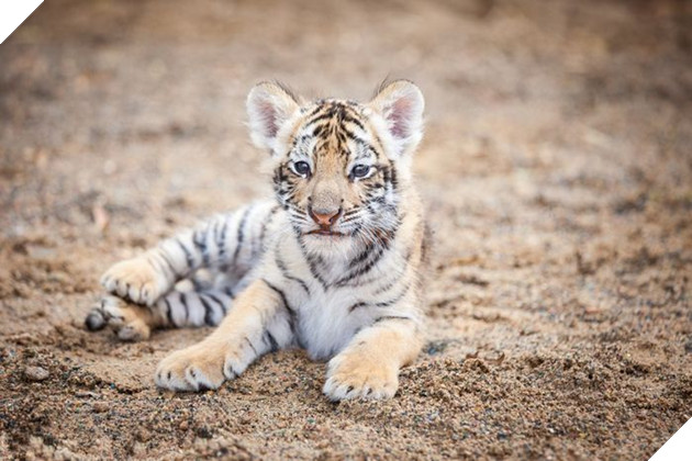 Tình bạn cảm động giữa chú cún và hổ con bị mẹ bỏ rơi