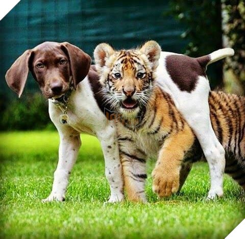 Tình bạn cảm động giữa chú cún và hổ con bị mẹ bỏ rơi