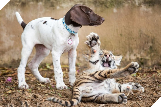 Tình bạn cảm động giữa chú cún và hổ con bị mẹ bỏ rơi