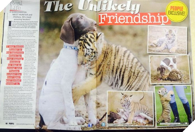 Tình bạn cảm động giữa chú cún và hổ con bị mẹ bỏ rơi