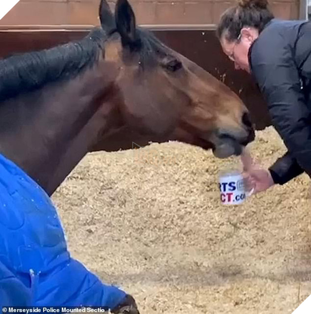 Con ngựa đòi hỏi nhất năm: Sáng ra phải được uống trà sữa mới chịu đi làm 3