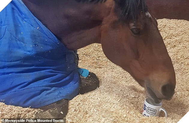 Con ngựa đòi hỏi nhất năm: Sáng ra phải được uống trà mới chịu đi làm - Ảnh 1.