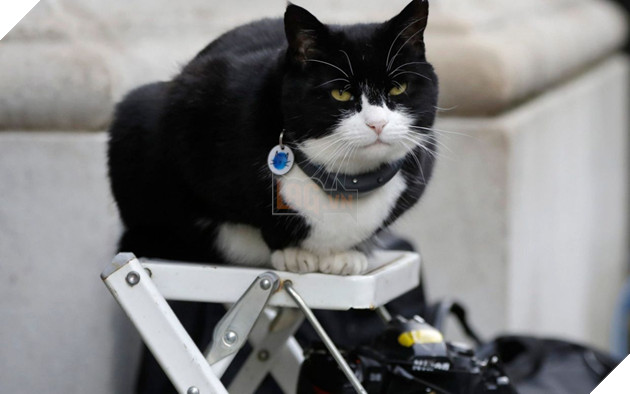 Palmerston - chú mèo bị stress vì được o bế quá nhiều, phải nghỉ làm 6 tháng 2