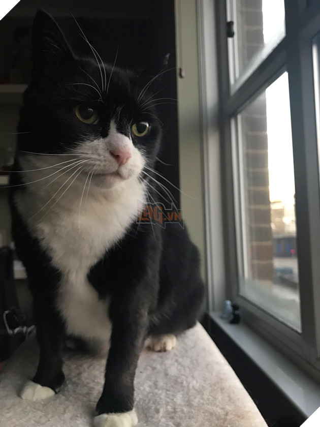 Palmerston - chú mèo bị stress vì được o bế quá nhiều, phải nghỉ làm 6 tháng