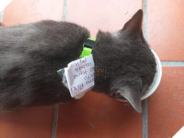 Những mảnh giấy trên cổ