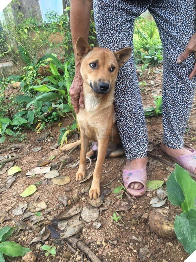 Lúc nhỏ nhỡ cắn vào bà, Cậu Vàng tự giác ngậm viên đá mỗi khi nô đùa để tránh “vui quá đà” mà cắn bậy