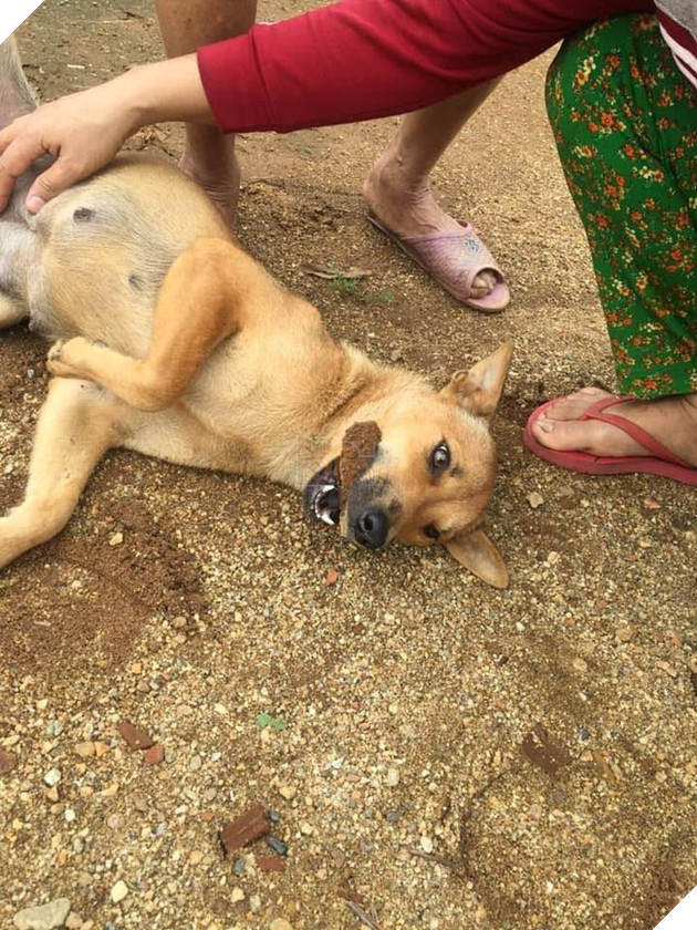 Lúc nhỏ nhỡ cắn vào bà, Cậu Vàng tự giác ngậm viên đá mỗi khi nô đùa để tránh “vui quá đà” mà cắn bậy 2