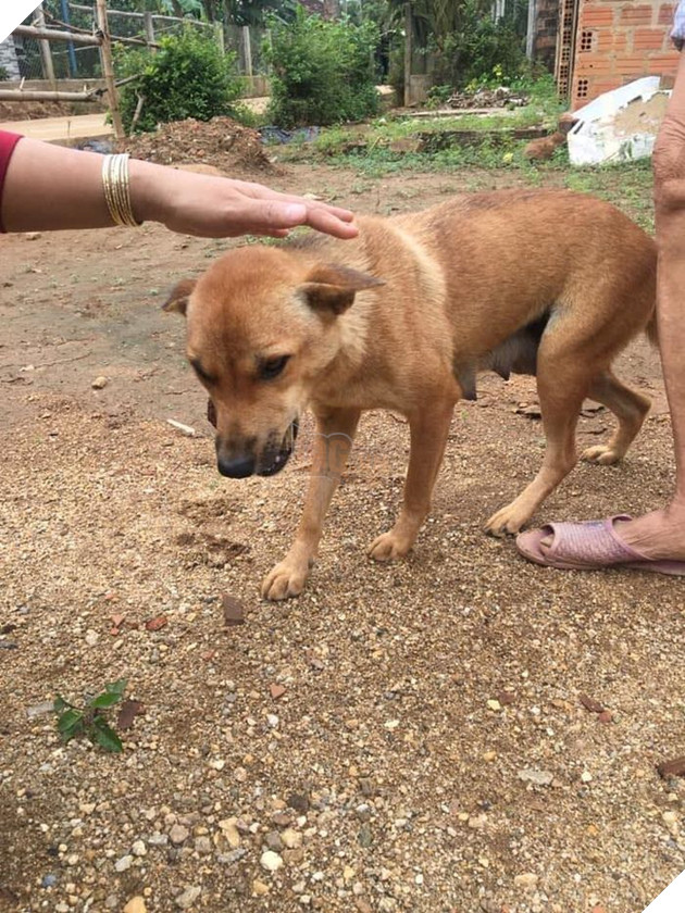 Lúc nhỏ nhỡ cắn vào bà, Cậu Vàng tự giác ngậm viên đá mỗi khi nô đùa để tránh “vui quá đà” mà cắn bậy 3