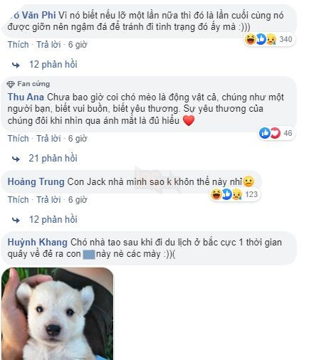 Lúc nhỏ nhỡ cắn vào bà, Cậu Vàng tự giác ngậm viên đá mỗi khi nô đùa để tránh “vui quá đà” mà cắn bậy 4