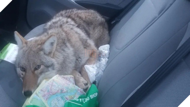 Tông phải một con chó trên đường, ông chú tính mang về nhà nuôi nhưng sau đó mới tá hỏa khi phát hiện đó là loài sói quý hiếm - Ảnh 1.