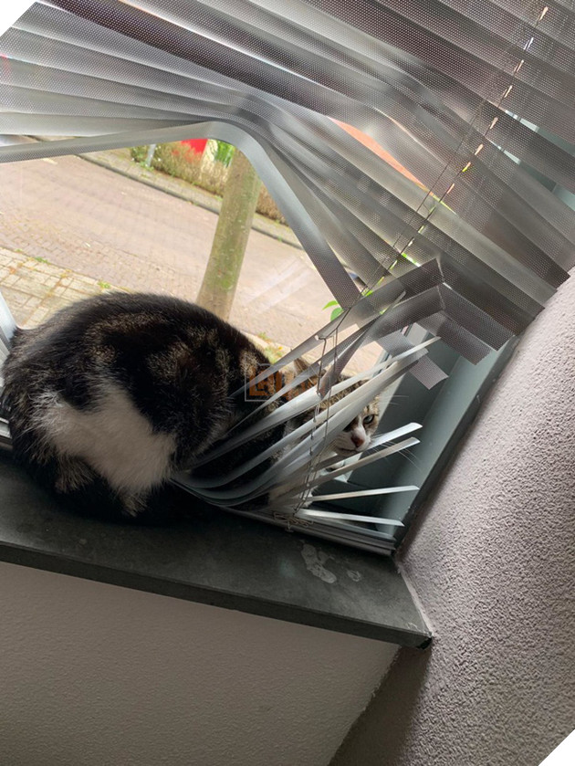 Boss và những khoảnh khắc làm mẹ thiên hạ trong nhà nhưng không một con sen nào dám phàn nàn 7