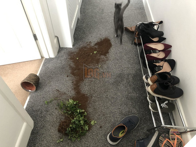 Boss và những khoảnh khắc làm mẹ thiên hạ trong nhà nhưng không một con sen nào dám phàn nàn 12