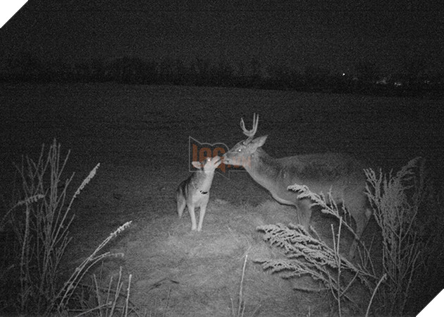 Góc đáng yêu: Cô chó husky dạt nhà theo trai , chạy vào rừng để hẹn hò với một cậu nai đực hoang dã