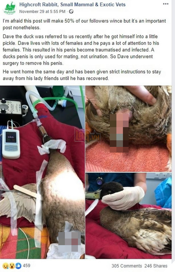 Chú vịt cuồng dâm bị triệt sản vì đòi đạp mái 10 lần/ngày đến mức &quot;của quý&quot; bị nhiễm trùng - Ảnh 2.