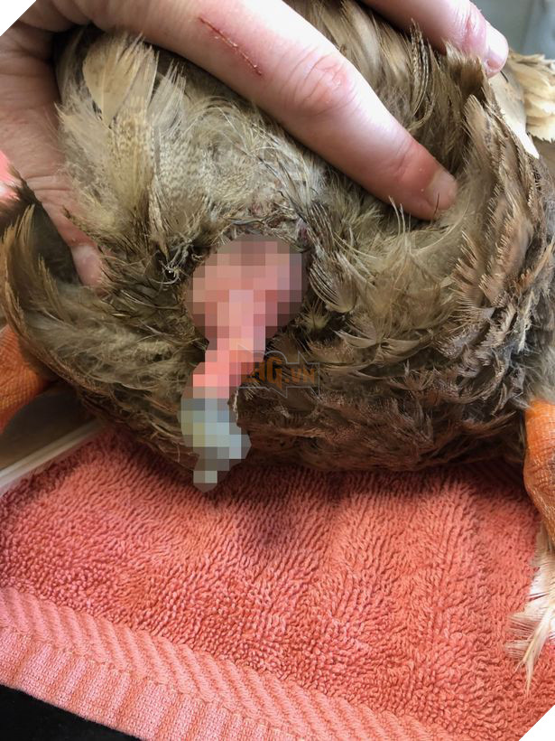 Chú vịt cuồng dâm bị triệt sản vì đòi đạp mái 10 lần/ngày đến mức &quot;của quý&quot; bị nhiễm trùng - Ảnh 3.