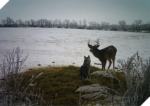 Góc đáng yêu: Cô chó husky dạt nhà theo trai , chạy vào rừng để hẹn hò với một cậu nai đực hoang dã 2
