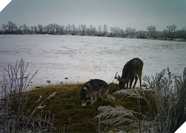 Góc đáng yêu: Cô chó husky dạt nhà theo trai , chạy vào rừng để hẹn hò với một cậu nai đực hoang dã 3