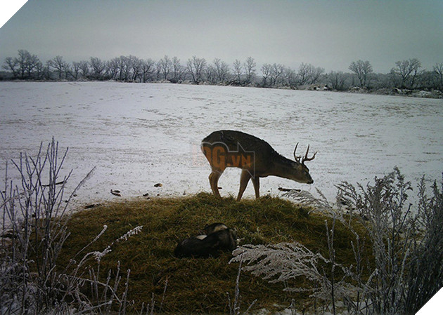 Góc đáng yêu: Cô chó husky dạt nhà theo trai , chạy vào rừng để hẹn hò với một cậu nai đực hoang dã 4