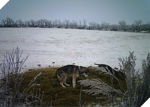 Góc đáng yêu: Cô chó husky dạt nhà theo trai , chạy vào rừng để hẹn hò với một cậu nai đực hoang dã 5