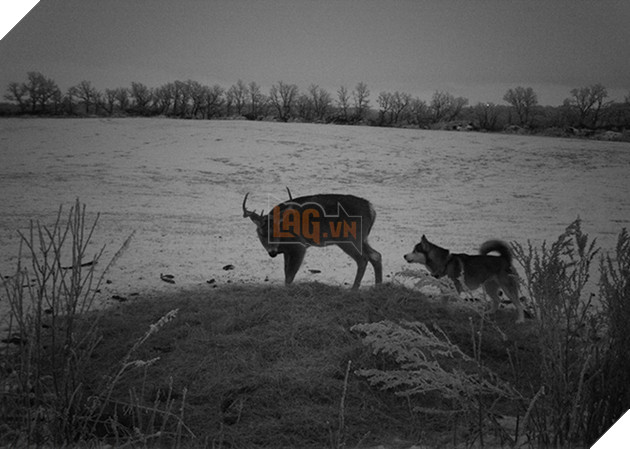 Góc đáng yêu: Cô chó husky dạt nhà theo trai , chạy vào rừng để hẹn hò với một cậu nai đực hoang dã 6