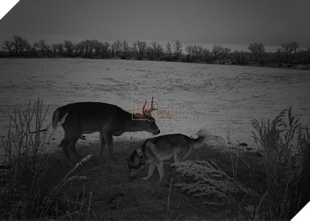 Góc đáng yêu: Cô chó husky dạt nhà theo trai , chạy vào rừng để hẹn hò với một cậu nai đực hoang dã 7