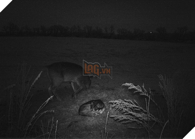 Góc đáng yêu: Cô chó husky dạt nhà theo trai , chạy vào rừng để hẹn hò với một cậu nai đực hoang dã 8