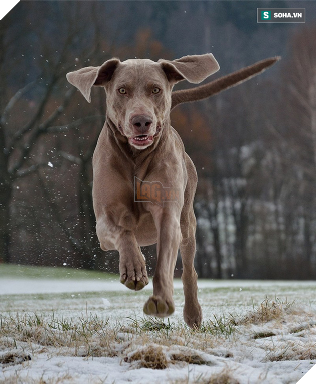 Top 10 giống chó thông minh, biết vâng lời nhất thế giới: Bulldog, Pug, Husky không có mặt - Ảnh 2.