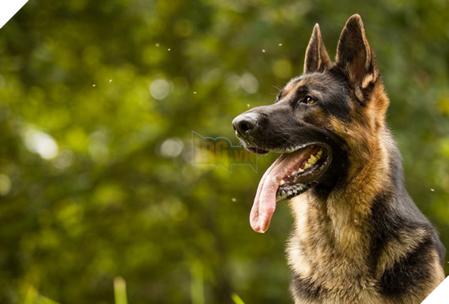 Top 10 giống chó thông minh, biết vâng lời nhất thế giới: Bulldog, Pug, Husky không có mặt - Ảnh 1.