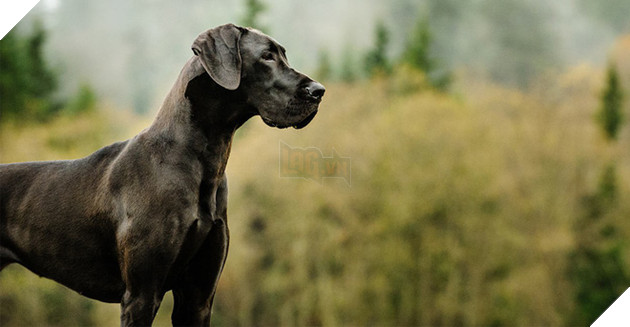 Top 10 giống chó thông minh, biết vâng lời nhất thế giới: Bulldog, Pug, Husky không có mặt - Ảnh 4.