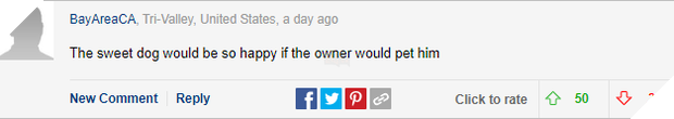 Hình ảnh chú chó ngoan kéo ghế ngồi sát lại gần chủ đang làm việc khiến cộng đồng mạng tan chảy vì quá đáng yêu 5