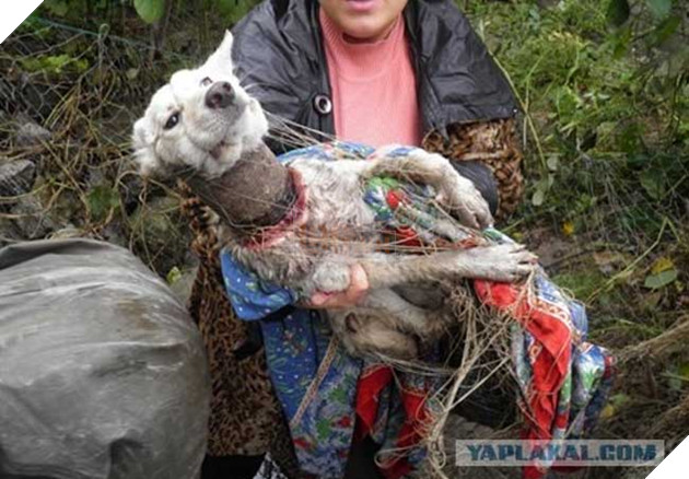 Cảm động hình ảnh “hồi sinh” của chú chó từng bị ống sắt siết cổ 3