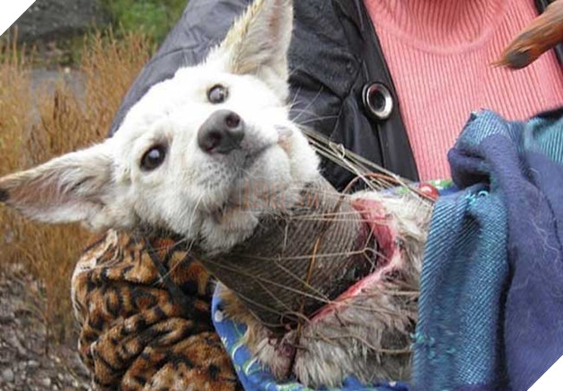 Cảm động hình ảnh “hồi sinh” của chú chó từng bị ống sắt siết cổ 4