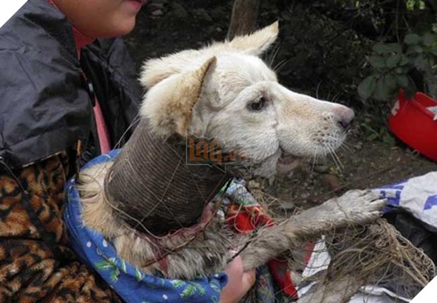 Cảm động hình ảnh “hồi sinh” của chú chó từng bị ống sắt siết cổ 2