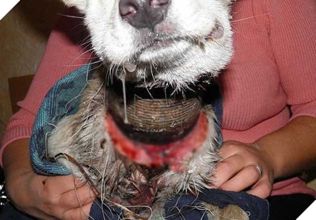 Cảm động hình ảnh “hồi sinh” của chú chó từng bị ống sắt siết cổ 5