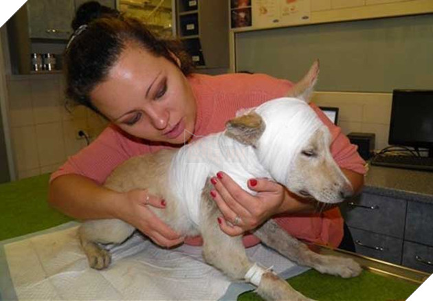 Cảm động hình ảnh “hồi sinh” của chú chó từng bị ống sắt siết cổ 6