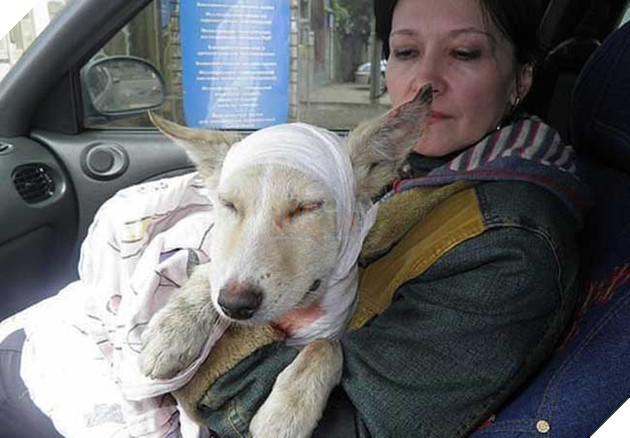 Cảm động hình ảnh “hồi sinh” của chú chó từng bị ống sắt siết cổ 7
