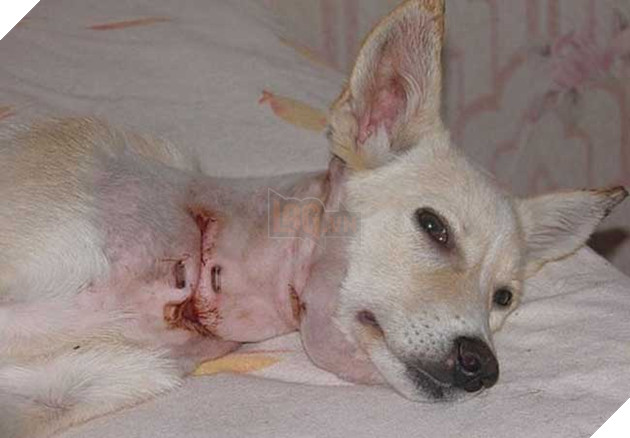 Cảm động hình ảnh “hồi sinh” của chú chó từng bị ống sắt siết cổ 8