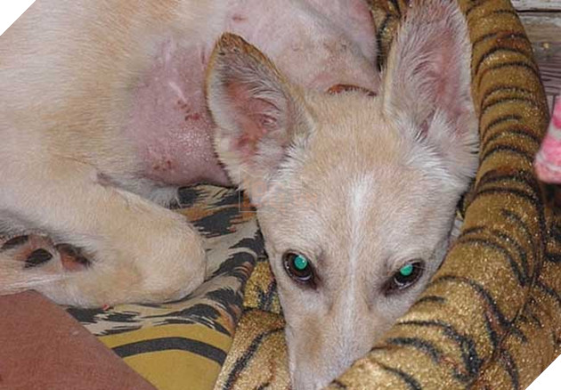 Cảm động hình ảnh “hồi sinh” của chú chó từng bị ống sắt siết cổ 9