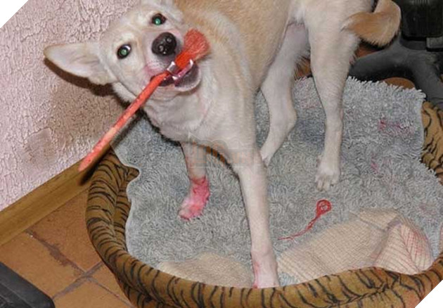 Cảm động hình ảnh “hồi sinh” của chú chó từng bị ống sắt siết cổ 10