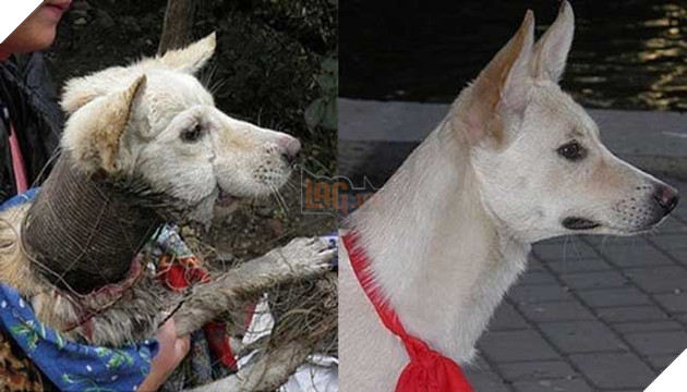 Cảm động hình ảnh “hồi sinh” của chú chó từng bị ống sắt siết cổ 13