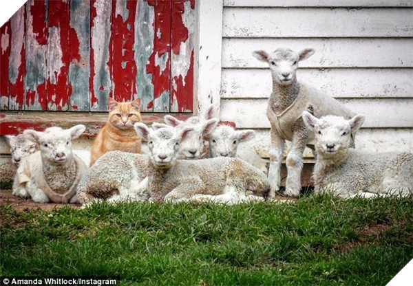 Siêu ngạc nhiên với chú mèo có tài thiên bẩm về chăn cừu