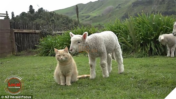 Siêu ngạc nhiên với chú mèo có tài thiên bẩm về chăn cừu 2