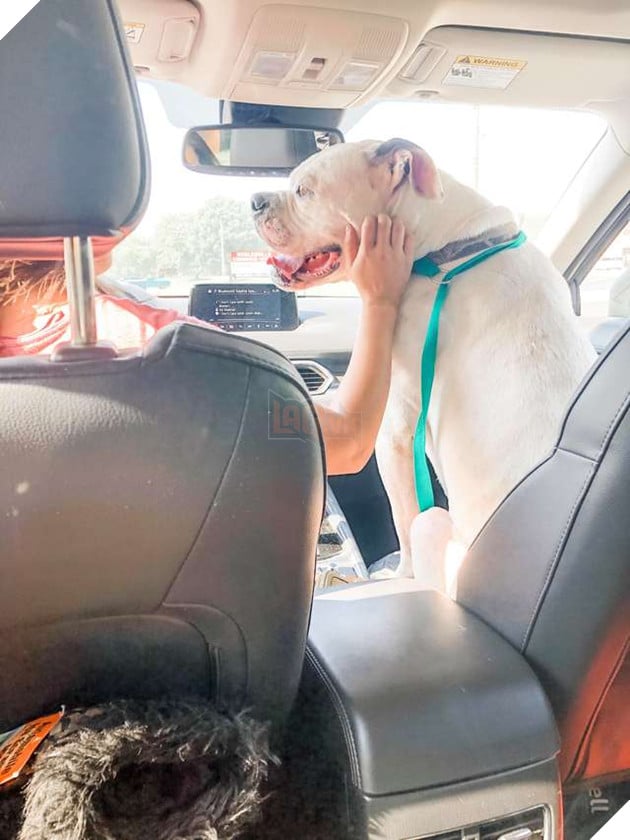 Hình ảnh chú chó buồn bã trong lồng sắt khi chủ nhân đi không trở lại, thu hút hơn 3.000 chia sẻ - Hình 11