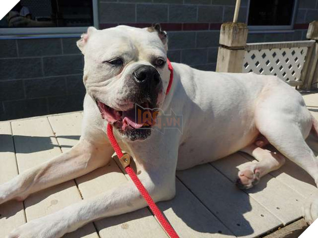 Hình ảnh chú chó buồn bã trong lồng sắt khi chủ nhân đi không trở lại, thu hút hơn 3.000 chia sẻ - Hình 5