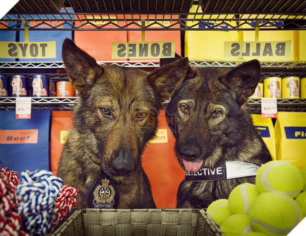 Đi tìm người mẫu chụp ảnh, Bang cảnh sát lại làm bộ ảnh lịch Cảnh Khuyển ngộ nghĩnh đáng yêu  4