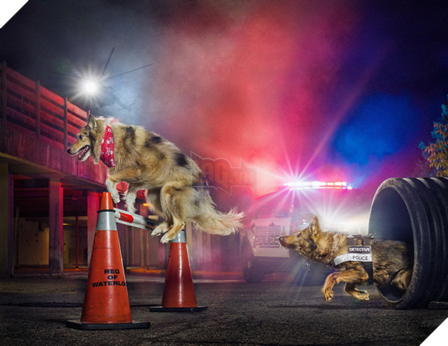 Đi tìm người mẫu chụp ảnh, Bang cảnh sát lại làm bộ ảnh lịch Cảnh Khuyển ngộ nghĩnh đáng yêu  6